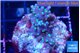 Acropora carduus green polyps deep water 2-3 cm WYSIWYG acclimaté