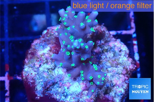 Acropora carduus green polyps deep water 2-3 cm WYSIWYG acclimaté
