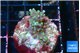 Acropora carduus green polyps deep water 2-3 cm WYSIWYG acclimaté
