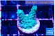 Acropora green purple 1-2 cm WYSIWYG acclimaté