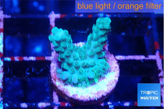 Acropora green purple 1-2 cm WYSIWYG acclimaté
