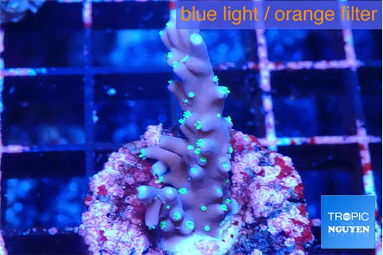 Acropora carduus green polyps deep water 2-3 cm WYSIWYG acclimaté