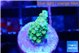 Acropora green 1 cm WYSIWYG acclimaté