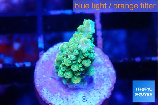 Acropora green 1 cm WYSIWYG acclimaté