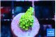 Acropora green 1 cm WYSIWYG acclimaté