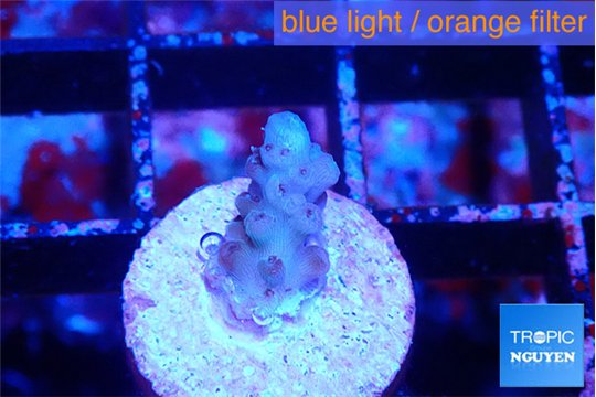 Acropora purple 1 cm WYSIWYG acclimaté