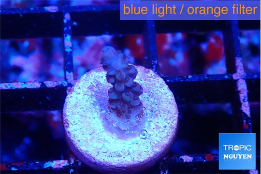 Acropora purple 1 cm WYSIWYG acclimaté