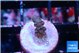 Acropora purple 1 cm WYSIWYG acclimaté