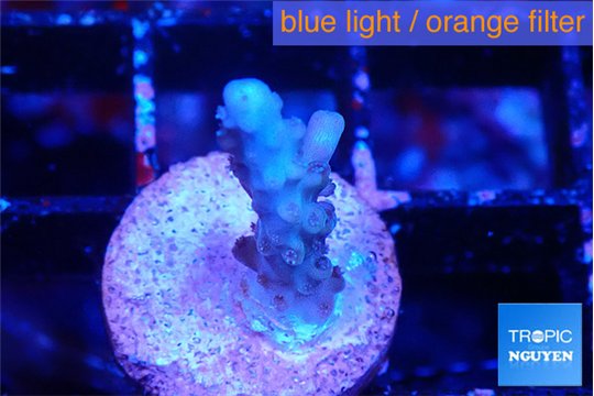 Acropora purple 1-2 cm WYSIWYG acclimaté