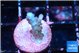 Acropora purple 1-2 cm WYSIWYG acclimaté