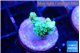 Acropora green 1-2 cm WYSIWYG acclimaté