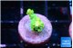 Acropora green 1-2 cm WYSIWYG acclimaté