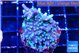 Acropora carduus green polyps deep water 3-4 cm WYSIWYG acclimaté