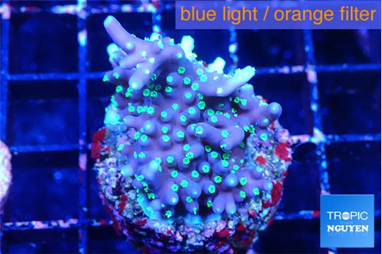 Acropora carduus green polyps deep water 3-4 cm WYSIWYG acclimaté