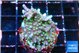 Acropora carduus green polyps deep water 3-4 cm WYSIWYG acclimaté