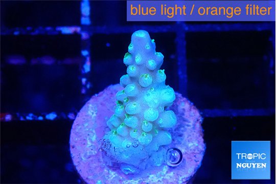 Acropora green purple 1-2 cm WYSIWYG acclimaté