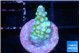 Acropora green purple 1-2 cm WYSIWYG acclimaté