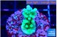 Acropora green 2 cm WYSIWYG acclimaté