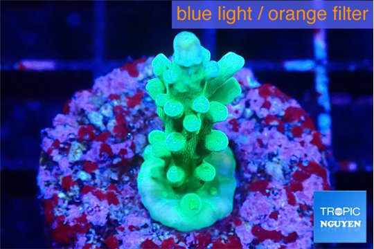 Acropora green 2 cm WYSIWYG acclimaté