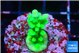 Acropora green 2 cm WYSIWYG acclimaté
