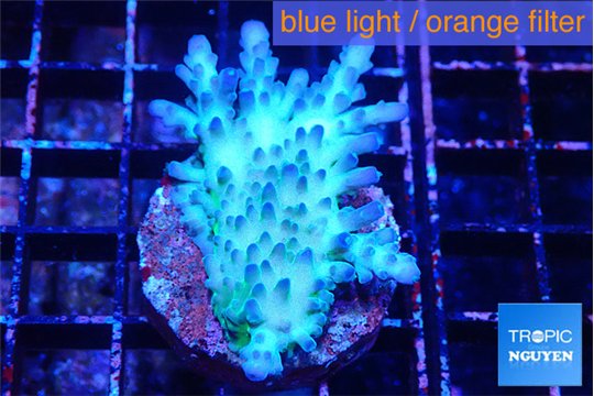 Acropora purple tip 3-4 cm WYSIWYG acclimaté
