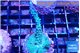 Acropora green purple 3-4 cm WYSIWYG acclimaté