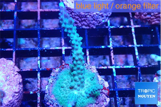 Acropora green purple 3-4 cm WYSIWYG acclimaté