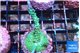 Acropora green purple 3-4 cm WYSIWYG acclimaté