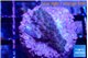 Acropora purple 2 cm WYSIWYG acclimaté