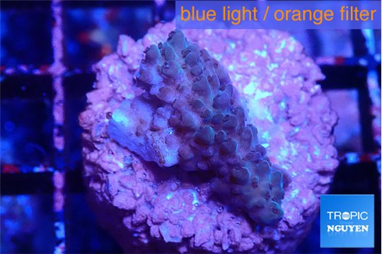 Acropora purple 2 cm WYSIWYG acclimaté