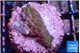 Acropora purple 2 cm WYSIWYG acclimaté