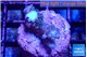 Acropora purple 2 cm WYSIWYG acclimaté