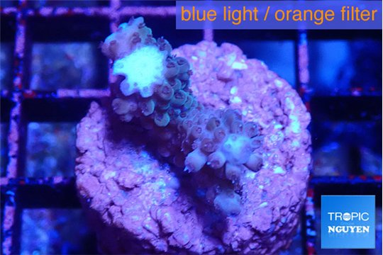 Acropora purple 2 cm WYSIWYG acclimaté