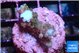 Acropora purple 2 cm WYSIWYG acclimaté