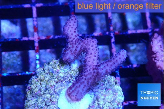 Seritopora pink purple Fijii 1-2 cm WYSIWYG acclimaté