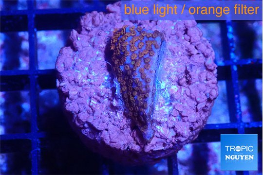 Montipora superman 2 cm WYSIWYG acclimaté