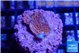 Montipora superman 2 cm WYSIWYG acclimaté