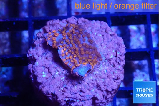 Montipora superman 2 cm WYSIWYG acclimaté