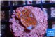 Montipora superman 2 cm WYSIWYG acclimaté