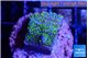 Montipora rainbow 2 cm WYSIWYG acclimaté