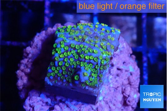 Montipora rainbow 2 cm WYSIWYG acclimaté