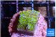 Montipora rainbow 2 cm WYSIWYG acclimaté