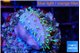 Sarcophython full neon green polyps Australia 3-4 cm WYSIWYG acclimaté