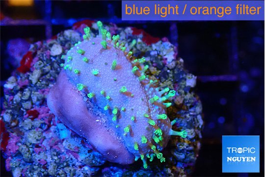 Sarcophython full neon green polyps Australia 3-4 cm WYSIWYG acclimaté
