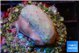 Sarcophython full neon green polyps Australia 3-4 cm WYSIWYG acclimaté