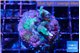 Acropora caroliniae 2-3 cm WYSIWYG acclimaté