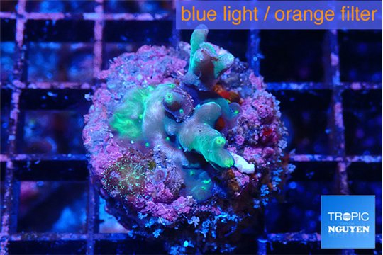 Acropora caroliniae 2-3 cm WYSIWYG acclimaté