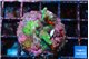 Acropora caroliniae 2-3 cm WYSIWYG acclimaté
