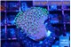 Sarcophython full neon green polyps Australia 3-4 cm WYSIWYG acclimaté