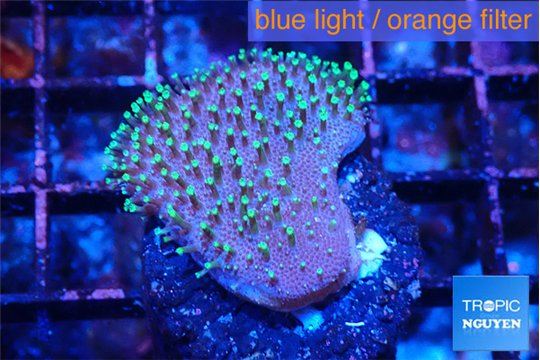 Sarcophython full neon green polyps Australia 3-4 cm WYSIWYG acclimaté